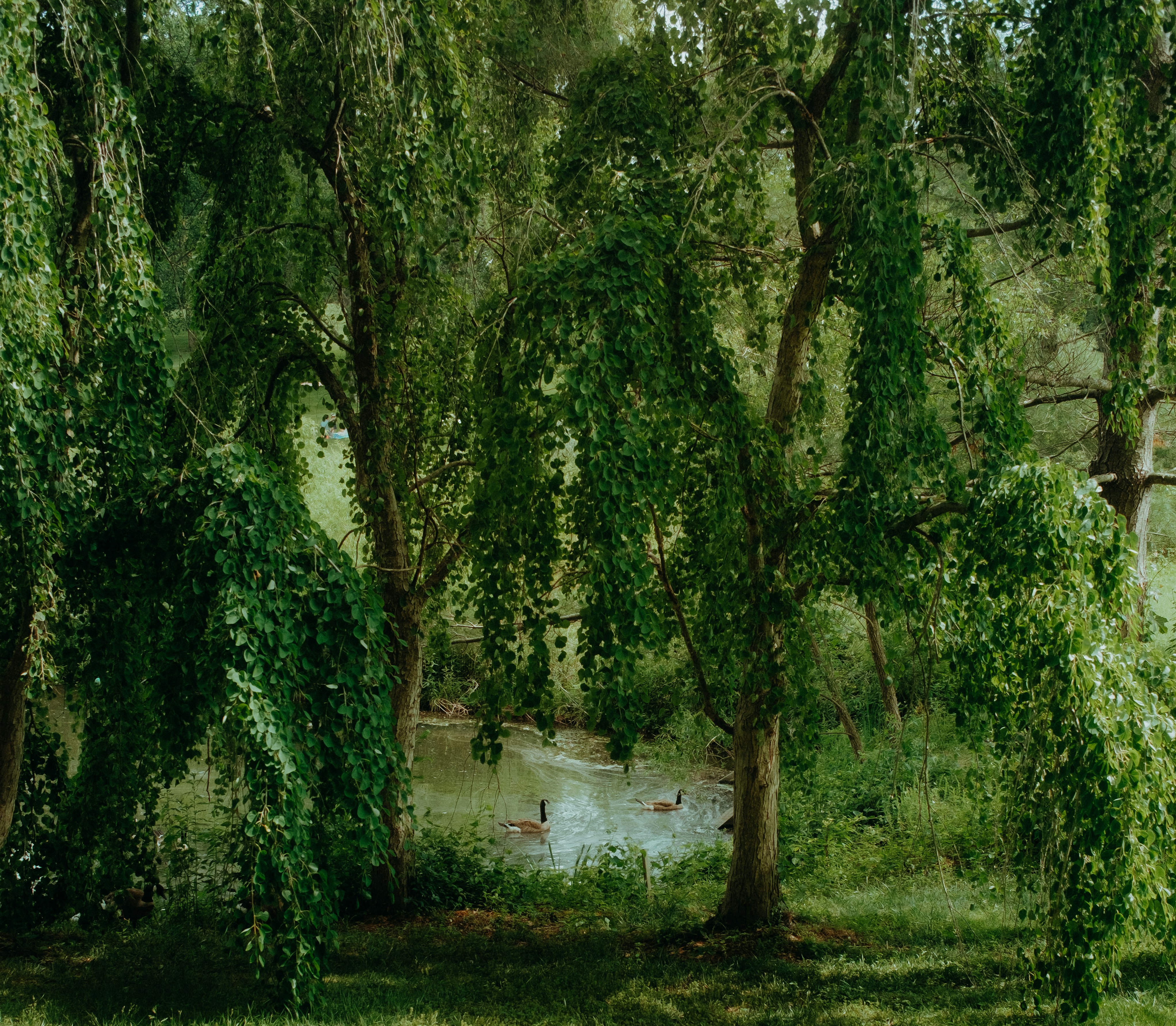 green trees on green grass field during daytime